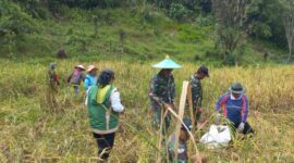 Aksi Nyata TNI di Perbatasan, Koramil Entikong Bantu Petani Panen Padi