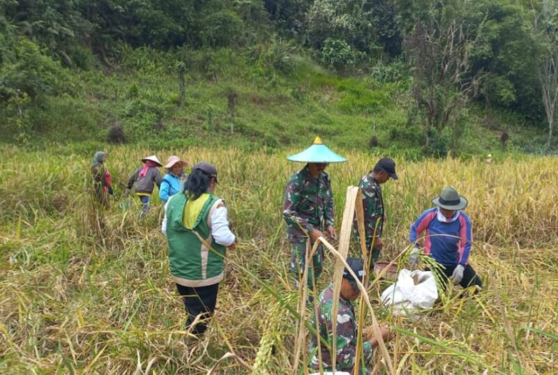 Aksi Nyata TNI di Perbatasan, Koramil Entikong Bantu Petani Panen Padi