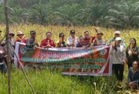 Panen Perdana Jagung BUMDes Desa Saham Sengah Temila, Dorong Ketahanan Pangan dan Ekonomi Desa