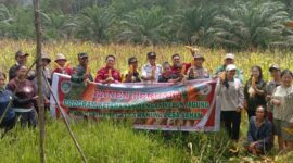 Panen Perdana Jagung BUMDes Desa Saham Sengah Temila, Dorong Ketahanan Pangan dan Ekonomi Desa