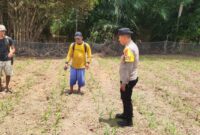 Bintara Penggerak Desa Tunang Pantau Jagung Petani, Polsek Mempawah Hulu Dukung Ketahanan Pangan