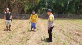 Bintara Penggerak Desa Tunang Pantau Jagung Petani, Polsek Mempawah Hulu Dukung Ketahanan Pangan