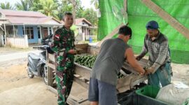 Babinsa Desa Mulia Komsos dengan Petani Jeruk, Bahas Panen dan Kendala Pertanian