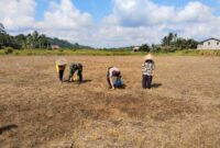 Polisi dan TNI Tanam Jagung Bersama Petani di Desa Sei Laki, Dukung Ketahanan Pangan
