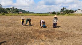 Polisi dan TNI Tanam Jagung Bersama Petani di Desa Sei Laki, Dukung Ketahanan Pangan