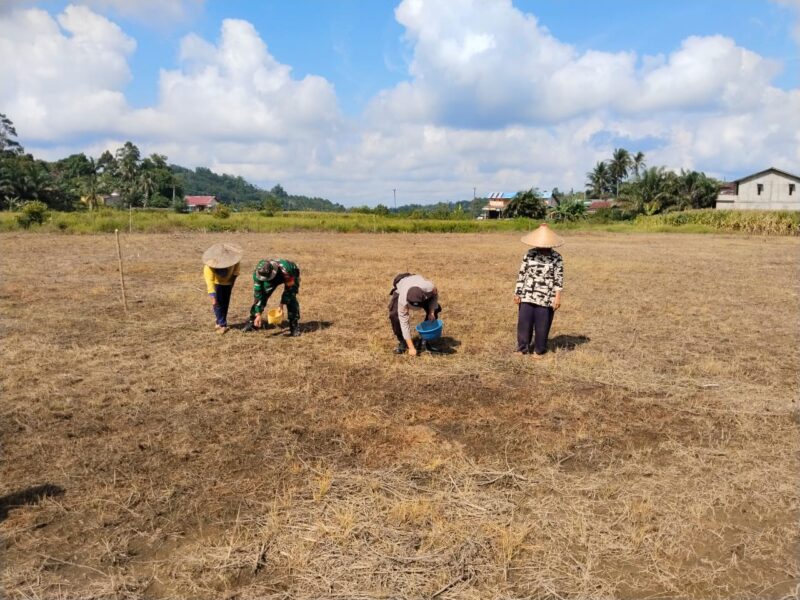 Polisi dan TNI Tanam Jagung Bersama Petani di Desa Sei Laki, Dukung Ketahanan Pangan