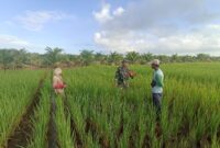 Turun Langsung ke Lahan, Babinsa Pemangkat Bantu Petani Tingkatkan Hasil Panen