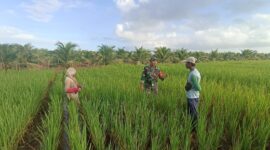 Turun Langsung ke Lahan, Babinsa Pemangkat Bantu Petani Tingkatkan Hasil Panen