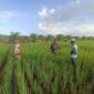 Turun Langsung ke Lahan, Babinsa Pemangkat Bantu Petani Tingkatkan Hasil Panen