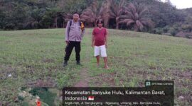 Bintara Ketahanan Pangan Polsek Menyuke Pantau Pertumbuhan Jagung Petani Desa Untang