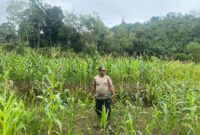 Cek Progres Jagung Mandiri di Meranti, Polisi dan BUMDes Dukung Ketahanan Pangan Desa