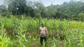 Cek Progres Jagung Mandiri di Meranti, Polisi dan BUMDes Dukung Ketahanan Pangan Desa