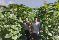 Dukung Ketahanan Pangan, Bhabinkamtibmas Pawis Hilir Cek Kebun Warga