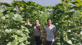 Dukung Ketahanan Pangan, Bhabinkamtibmas Pawis Hilir Cek Kebun Warga