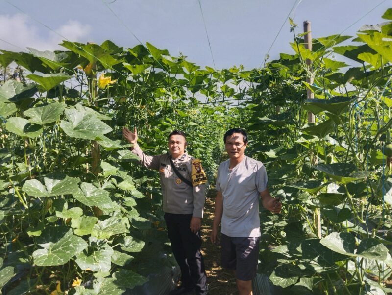 Dukung Ketahanan Pangan, Bhabinkamtibmas Pawis Hilir Cek Kebun Warga