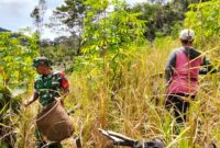 Babinsa Batang Lupar Dampingi Petani Saat Musim Panen