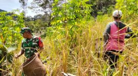 Babinsa Batang Lupar Dampingi Petani Saat Musim Panen