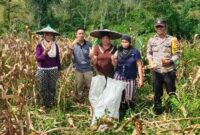 Bhabinkamtibmas Aipda Victor Hadiri Panen Perdana Jagung Program 1 Desa 1 Hektar di Mandor Kiru