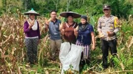 Bhabinkamtibmas Aipda Victor Hadiri Panen Perdana Jagung Program 1 Desa 1 Hektar di Mandor Kiru