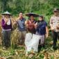 Bhabinkamtibmas Aipda Victor Hadiri Panen Perdana Jagung Program 1 Desa 1 Hektar di Mandor Kiru