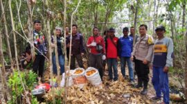 Program 1 Desa 1 Hektar Berbuah Hasil, Jagung Sungai Keli Panen Perdana