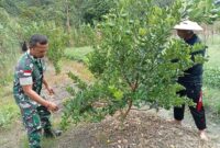 Pj Danramil Batang Lupar Terjun Langsung Bantu Perawatan Kebun Jeruk Warga Binaan