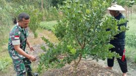 Pj Danramil Batang Lupar Terjun Langsung Bantu Perawatan Kebun Jeruk Warga Binaan