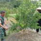 Pj Danramil Batang Lupar Terjun Langsung Bantu Perawatan Kebun Jeruk Warga Binaan