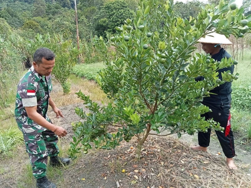 Pj Danramil Batang Lupar Terjun Langsung Bantu Perawatan Kebun Jeruk Warga Binaan