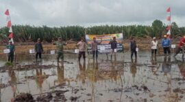 Koramil 06/Selakau Dukung Ketahanan Pangan Lewat Tanam Padi Perdana CSR