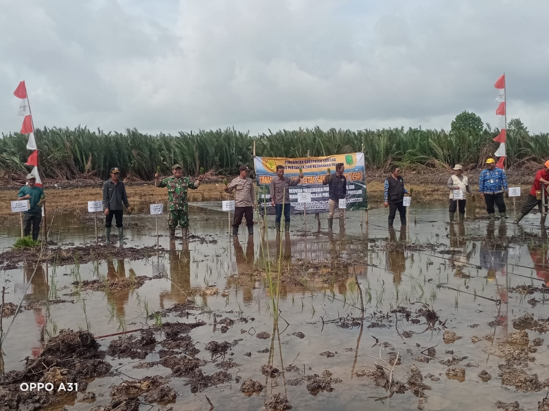 Koramil 06/Selakau Dukung Ketahanan Pangan Lewat Tanam Padi Perdana CSR