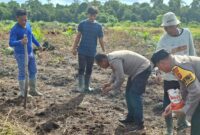Polri Bersinergi dengan Poktan Hilir Utara Makmur Tanam Jagung Hibrida