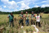 Kodim 1209/Bengkayang Perkuat Ketahanan Pangan Lewat Pendampingan Petani dan Panen Raya