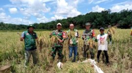 Kodim 1209/Bengkayang Perkuat Ketahanan Pangan Lewat Pendampingan Petani dan Panen Raya