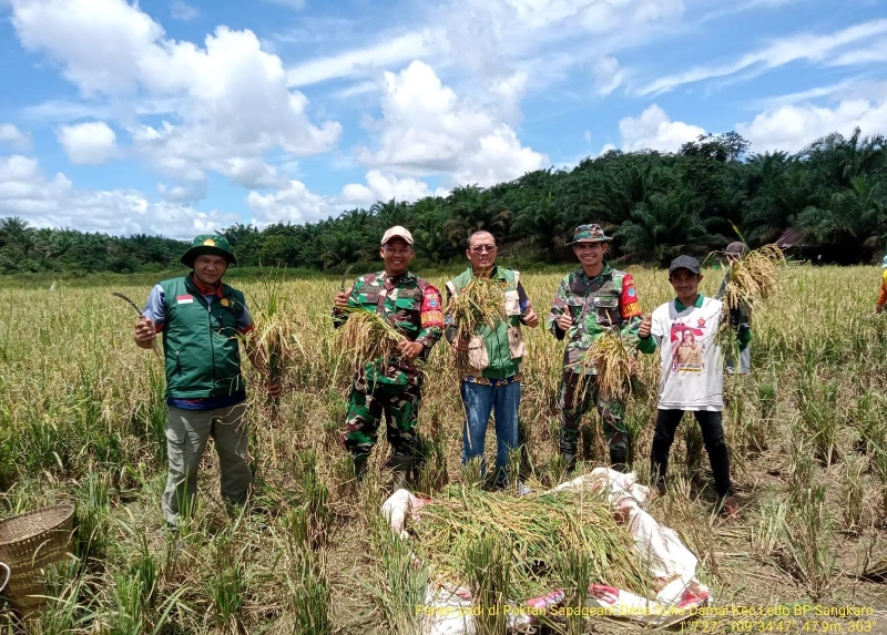 Kodim 1209/Bengkayang Perkuat Ketahanan Pangan Lewat Pendampingan Petani dan Panen Raya