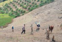 Dukung Ketahanan Pangan 2026, Bhabinkamtibmas Polsek Menyuke Cek Tanam Jagung 1 Hektar