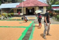 Polsek Meranti Dukung Ketahanan Pangan dengan Pengeringan Jagung Petani