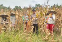 Bripka Hamdan Hadiri Panen Raya Jagung di Desa Tunang, Dukung Ketahanan Pangan Polsek Mempawah Hulu