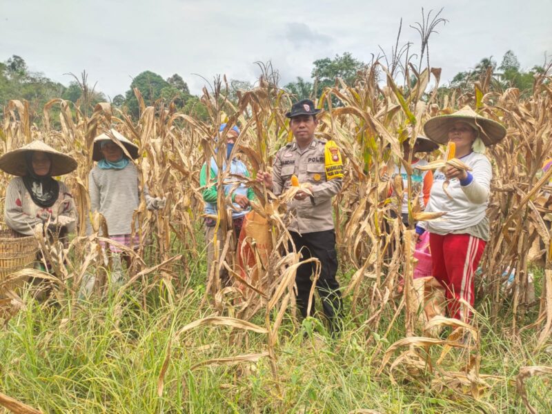 Bripka Hamdan Hadiri Panen Raya Jagung di Desa Tunang, Dukung Ketahanan Pangan Polsek Mempawah Hulu