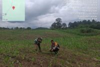 IPTU I Nyoman Astika, S.H. Bersama Kepala BPP Banyuke Hulu Tinjau Tanaman Jagung di Desa Ringo Lojok