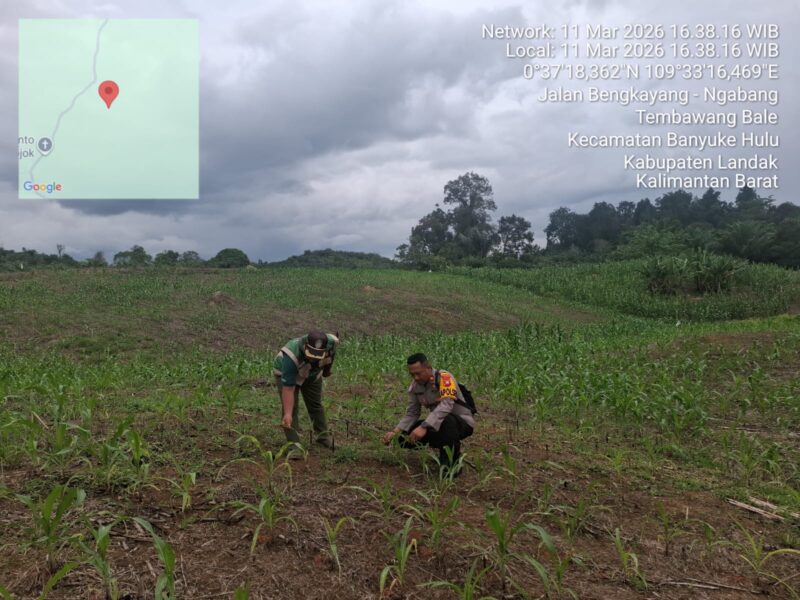 IPTU I Nyoman Astika, S.H. Bersama Kepala BPP Banyuke Hulu Tinjau Tanaman Jagung di Desa Ringo Lojok