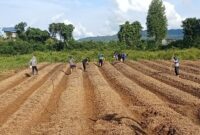 Optimalkan Lahan Produktif, Polres Melawi Konsisten Kembangkan Pertanian Jagung