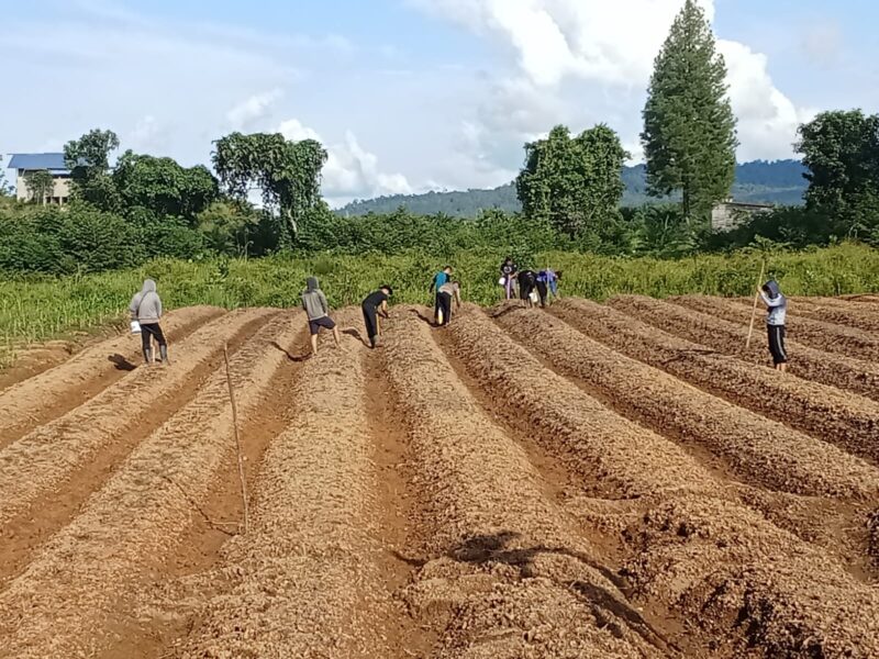 Optimalkan Lahan Produktif, Polres Melawi Konsisten Kembangkan Pertanian Jagung