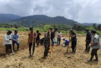 Tanam Padi Perdana di Sajingan Besar, Babinsa Sungai Bening Perkuat Ketahanan Pangan Perbatasan