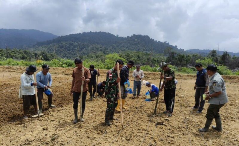 Tanam Padi Perdana di Sajingan Besar, Babinsa Sungai Bening Perkuat Ketahanan Pangan Perbatasan