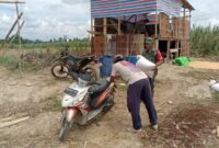 Babinsa Koramil 1206-05/Embaloh Hulu Turun ke Sawah, Bantu Warga Pikul Hasil Panen Padi di Desa Benua Ujung