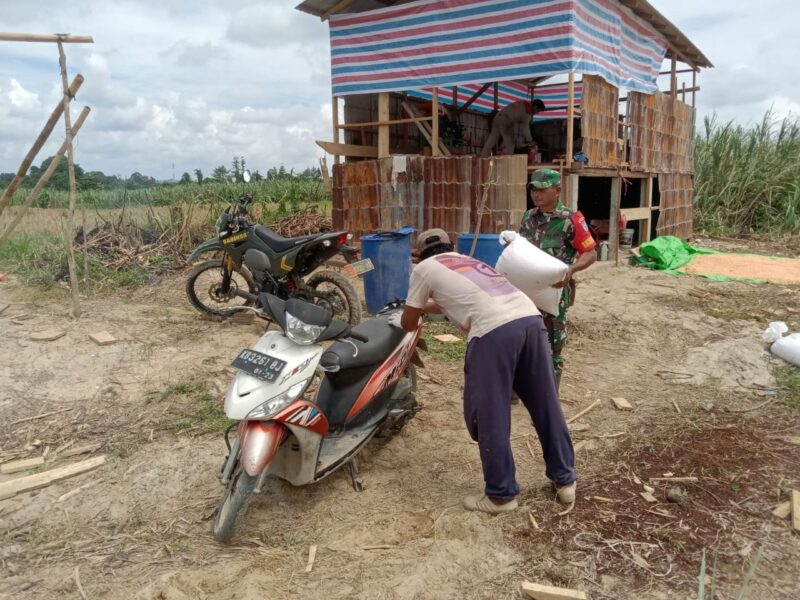 Babinsa Koramil 1206-05/Embaloh Hulu Turun ke Sawah, Bantu Warga Pikul Hasil Panen Padi di Desa Benua Ujung