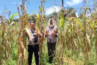 Panen Raya Jagung 1 Hektare di Desa Kersik Belantian, Wujud Sinergi Polri dan Petani Dukung Ketahanan Pangan