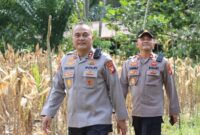 Kapolres Melawi AKBP Harris Batara Simbolon Pimpin Panen Jagung Hibrida Bersama Poktan Karunia Tani II