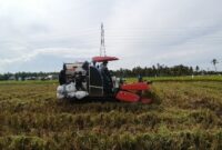 Modernisasi Pertanian, Babinsa Kuala Bantu Petani Panen Padi Gunakan Combine Harvester